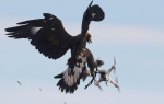 eagl vs dron — копия.jpg